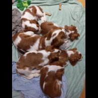 Cavalier King Charles Spaniel