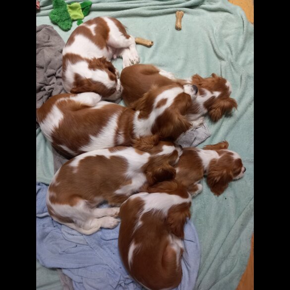 Cavalier King Charles Spaniel