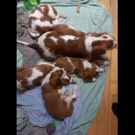 Cavalier King Charles Spaniel