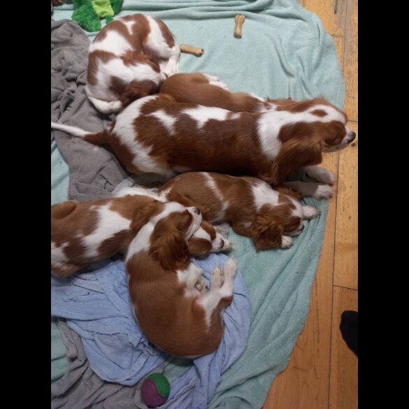 Cavalier King Charles Spaniel