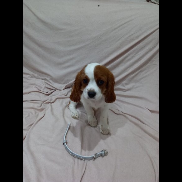 Cavalier King Charles Spaniel