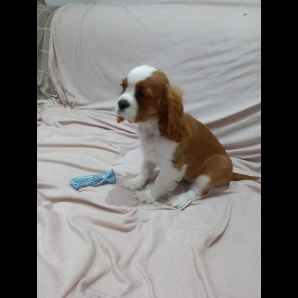 Cavalier King Charles Spaniel