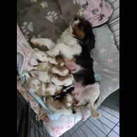 Cavalier King Charles Spaniel