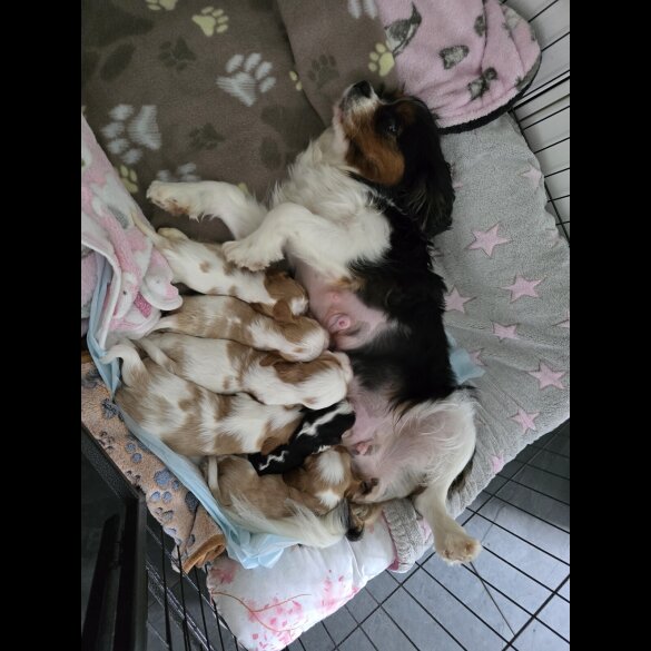 Cavalier King Charles Spaniel