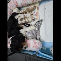 Cavalier King Charles Spaniel