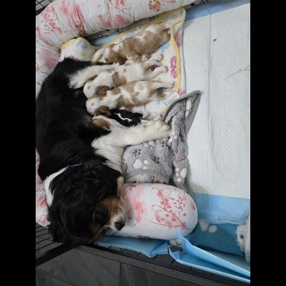 Cavalier King Charles Spaniel