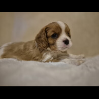 Cavalier King Charles Spaniel