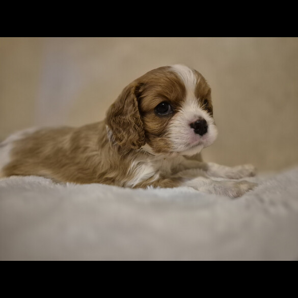 Cavalier King Charles Spaniel