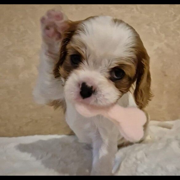 Cavalier King Charles Spaniel