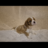 Cavalier King Charles Spaniel