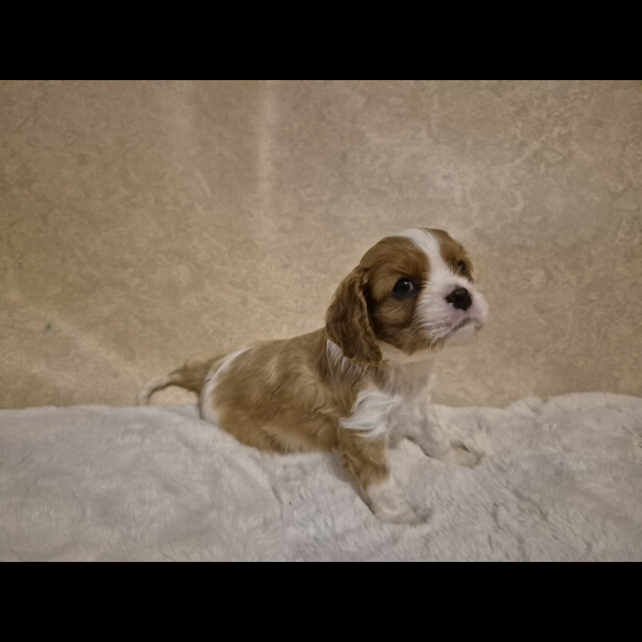 Cavalier King Charles Spaniel