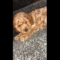 Cavapoo