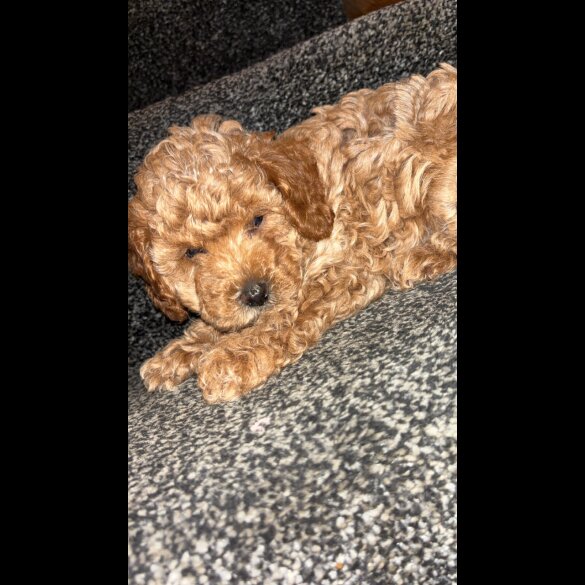 Cavapoo