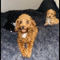Cavapoo