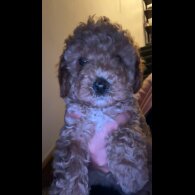 Cavapoo