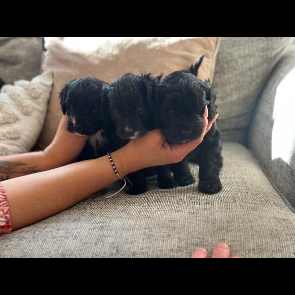 Cavapoo