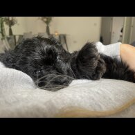Cavapoo