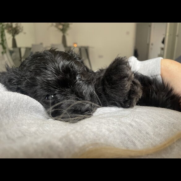 Cavapoo