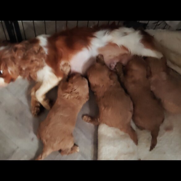 Cavapoo