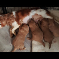 Cavapoo