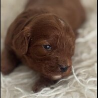 Cavapoo