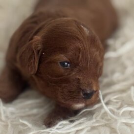 Cavapoo