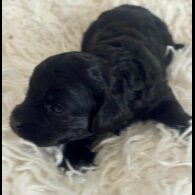 Cavapoo