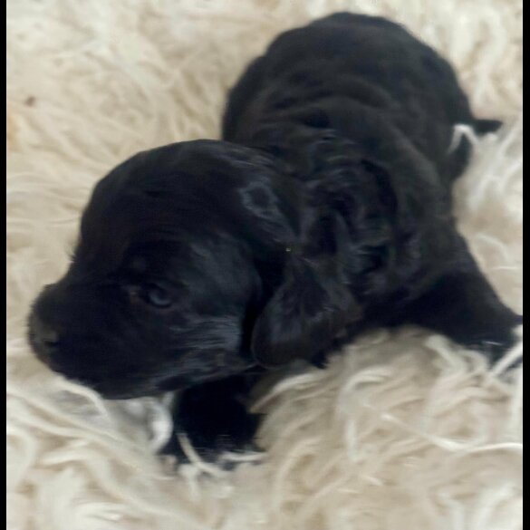 Cavapoo