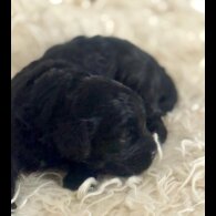 Cavapoo