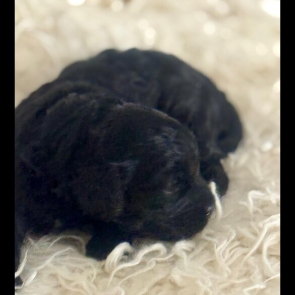 Cavapoo