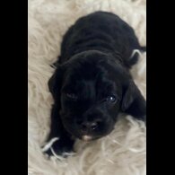 Cavapoo