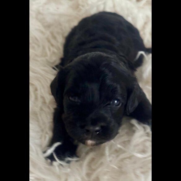 Cavapoo