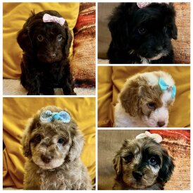 Cavapoo - Bitches