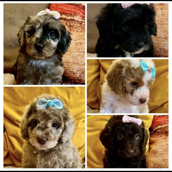 Cavapoo - Bitches