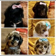 Cavapoo - Bitches