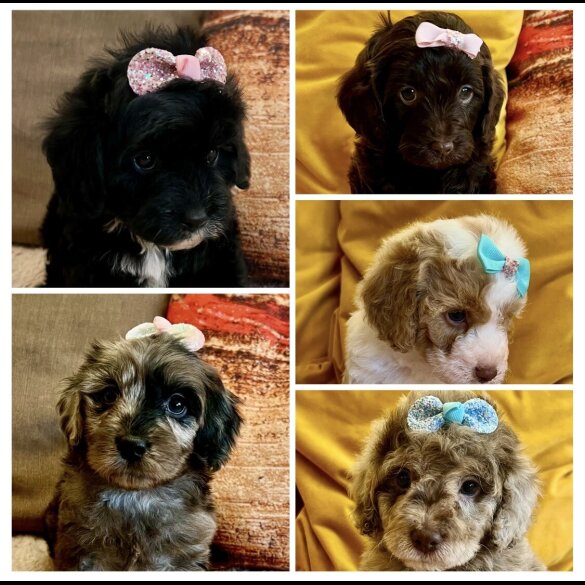 Cavapoo - Bitches