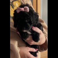 Cavapoo - Bitches