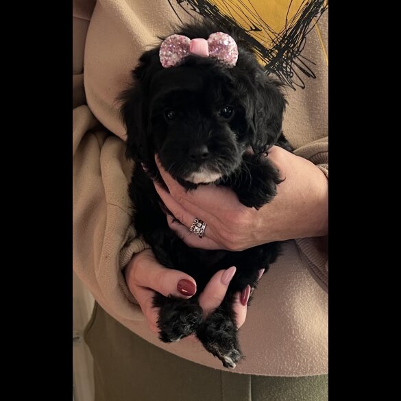 Cavapoo - Bitches