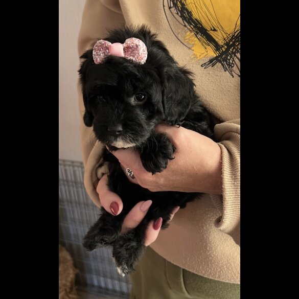 Cavapoo - Bitches