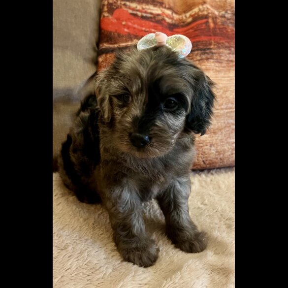 Cavapoo - Bitches