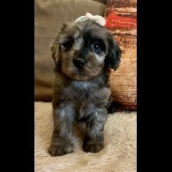 Cavapoo - Bitches