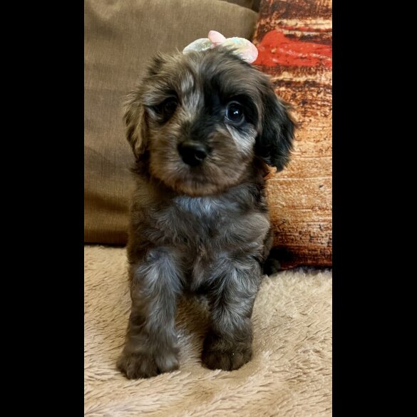 Cavapoo - Bitches