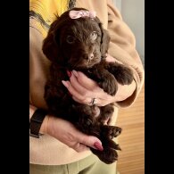 Cavapoo - Bitches