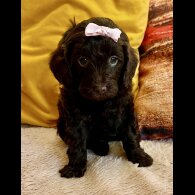 Cavapoo - Bitches