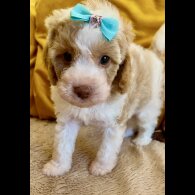 Cavapoo - Bitches