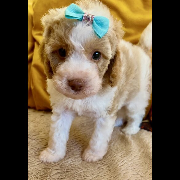 Cavapoo - Bitches