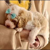 Cavapoo - Bitches