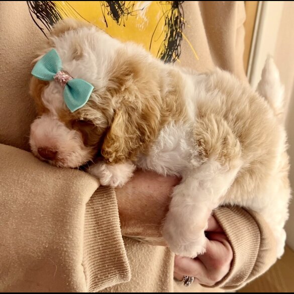 Cavapoo - Bitches