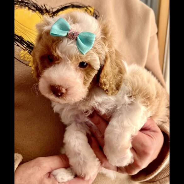 Cavapoo - Bitches