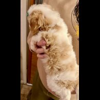 Cavapoo - Bitches